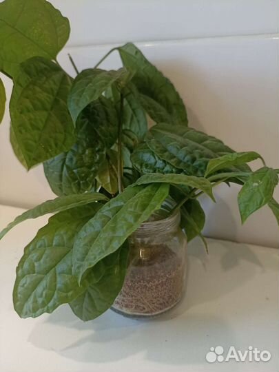 Клеродендрум томпсон