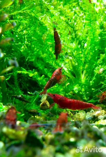 Креветки аквариумные ярко-красные, синие, зелёные