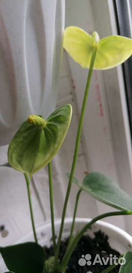 Рассада помидор