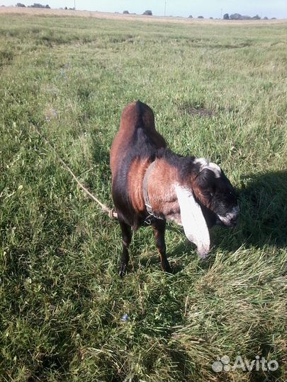 Нубийский козел