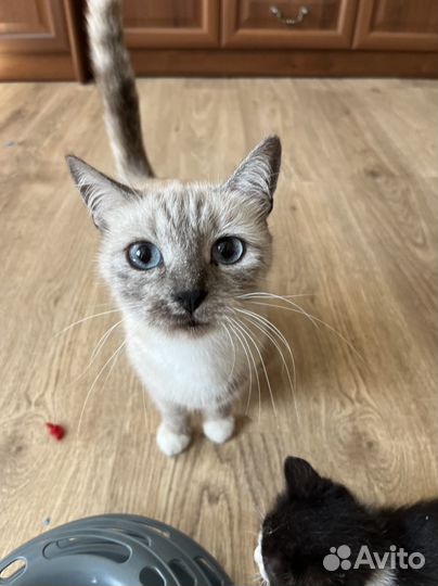 Шотладские котята