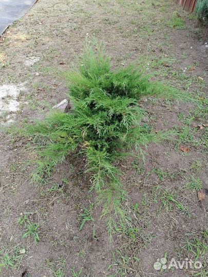 Можевельник