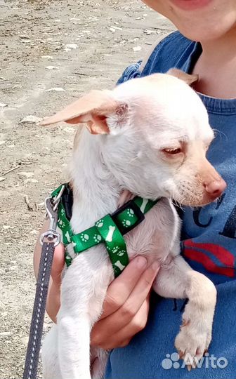 Вязка той-терьер