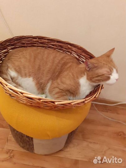 Корзина плетеная. Лежанка для животных