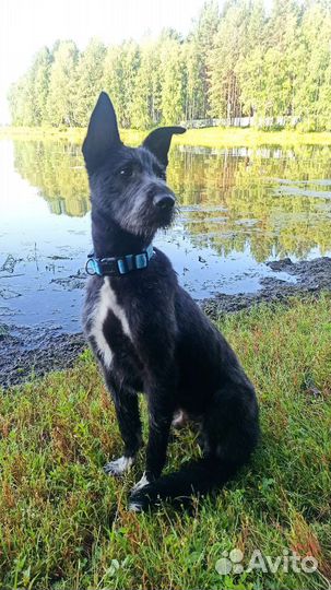 Щенок в добрые руки