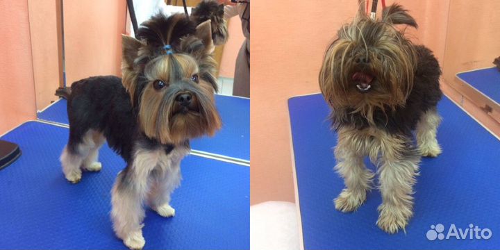 Стрижка собак/Грумер