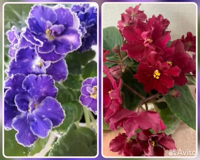 Выставочная фиалка Каменный цветок (Морев)