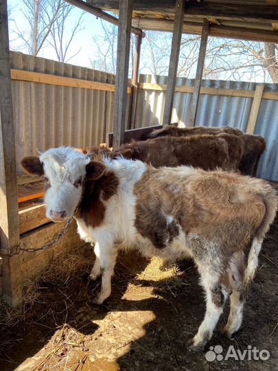 Телята бычки