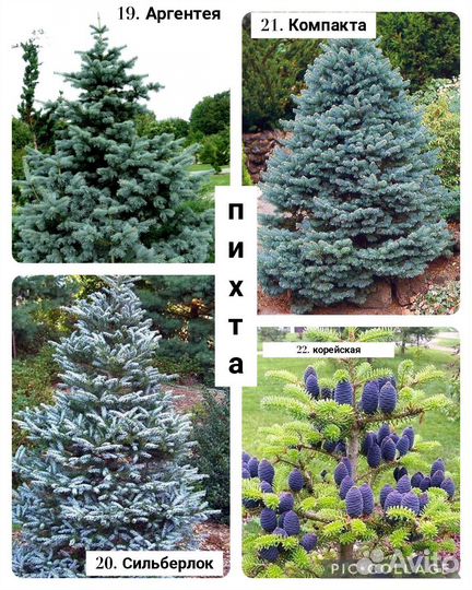 Можжевельник, туя, пихта, кипарисовик