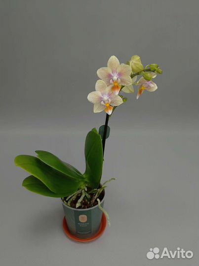 Орхидея фаленопсис Tiny melissa