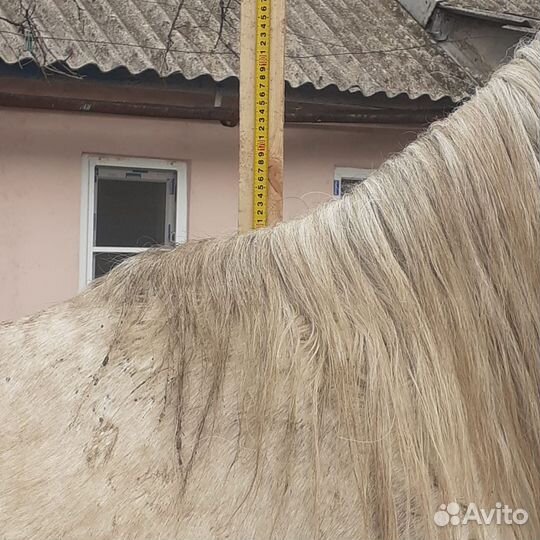 Орловский рысак