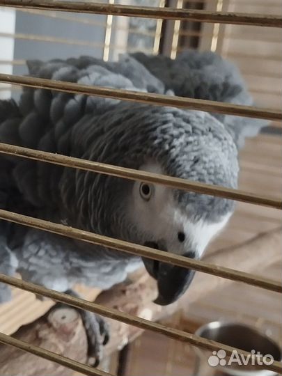 Рабочая пара попугаев