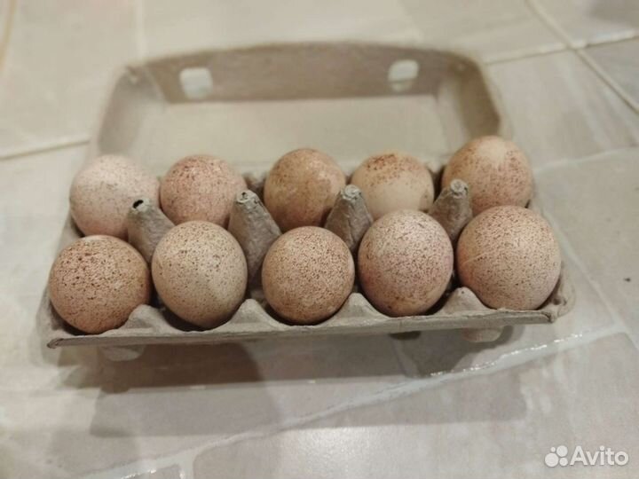 Домашние куриные,индюшиные, перепелиные, утиные