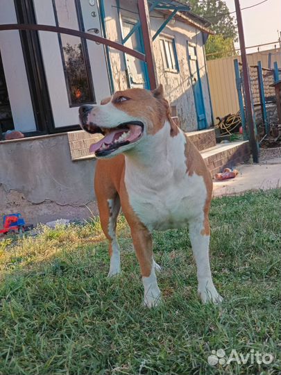 Щенки амстаффа