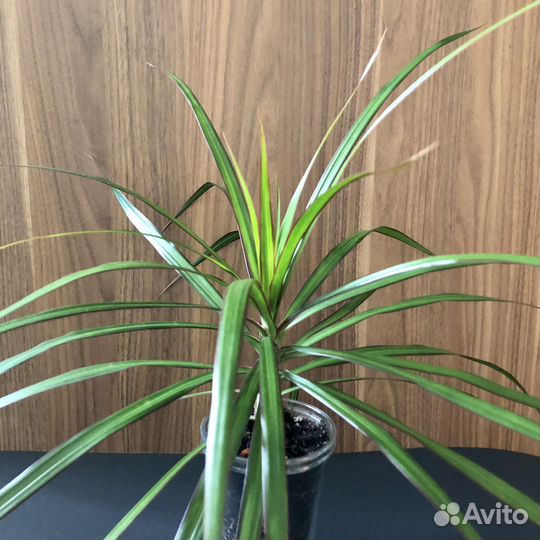 Драцена окаймленная (Basic green)