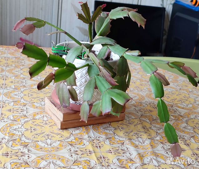 Цветок декабрист