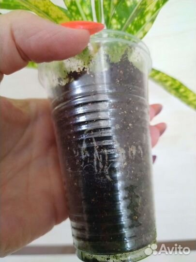 Кротон брызги шампанского