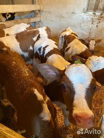 Продам телят
