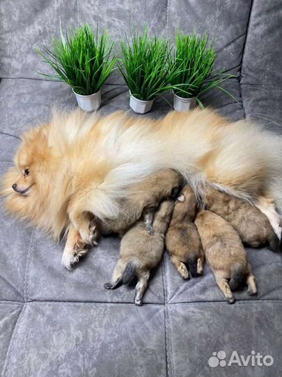 Шпиц Щенки с полным пакетом документов