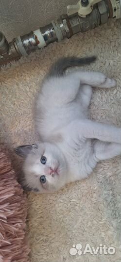 Котенок голубоглазый