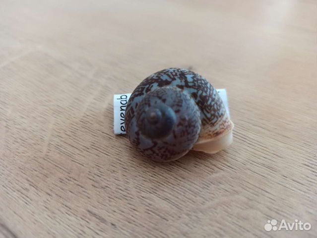 Морские раковины