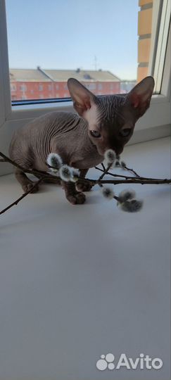 Канадский сфинкс