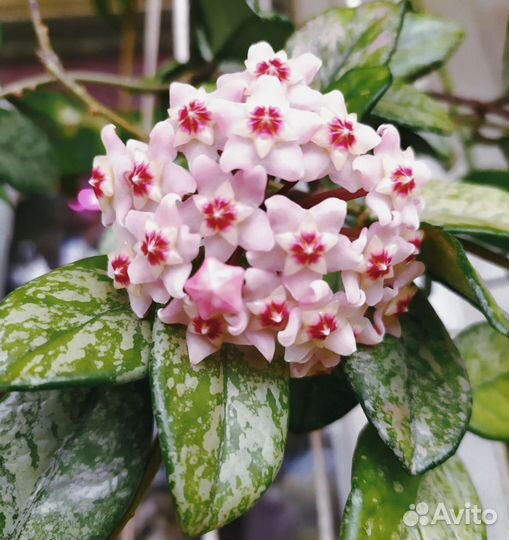 Хойя Карноза Вилбур Грейвс