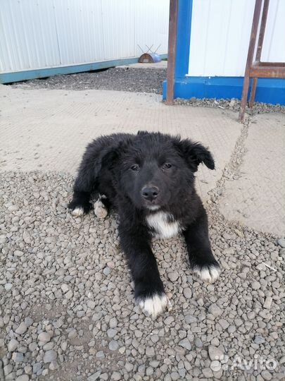 Собака в добрые руки отдам бесплатно