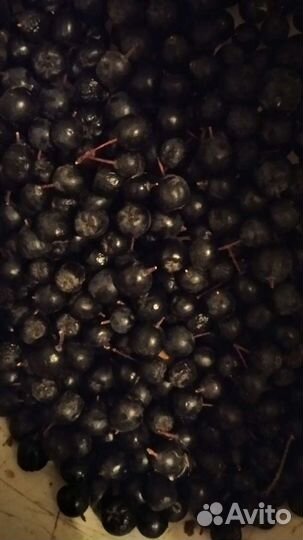 Облепиха черноплодка боярыш. Шиповн