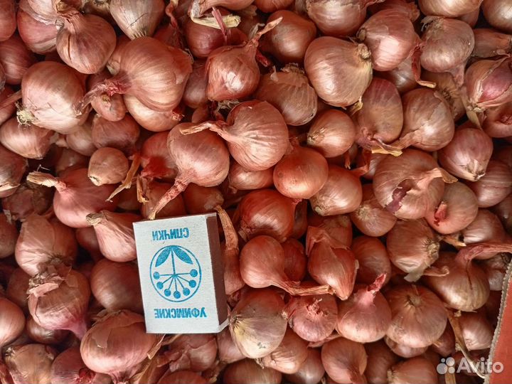 Лук семейный