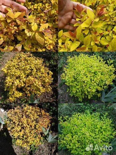 Садовые многолетники