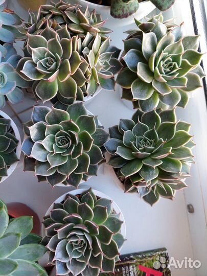 Суккуленты 2