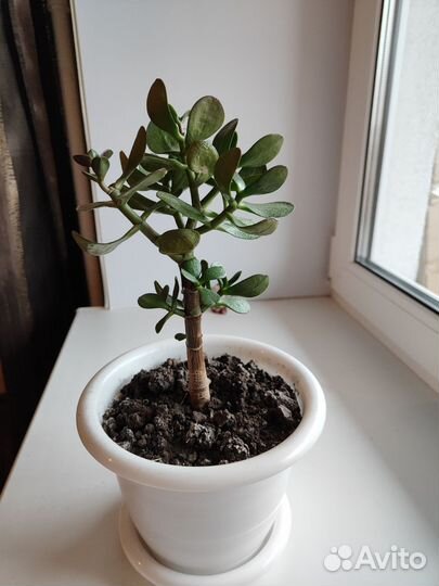 Сансевиерия, крассула