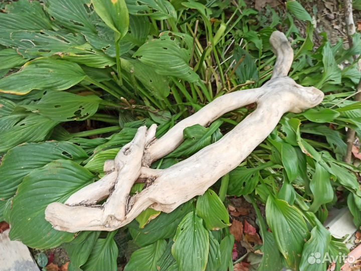 Коряга 70см для растений кактусы