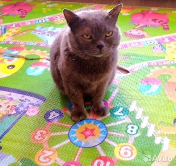 Котик Британец в добрые руки