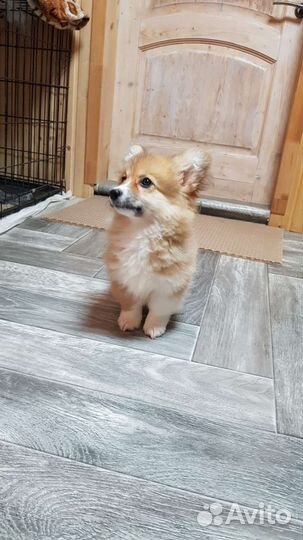 Девочка флаффи