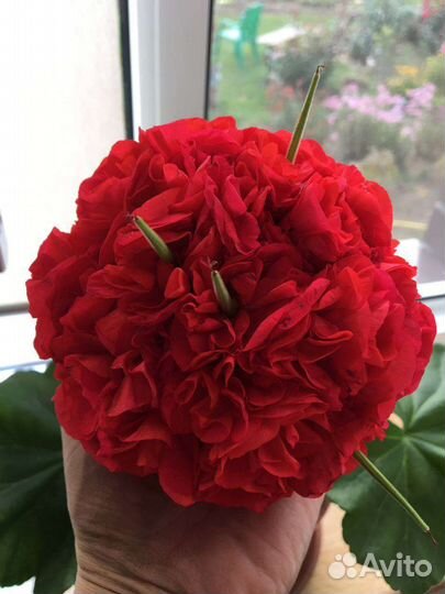 Пеларгония герань