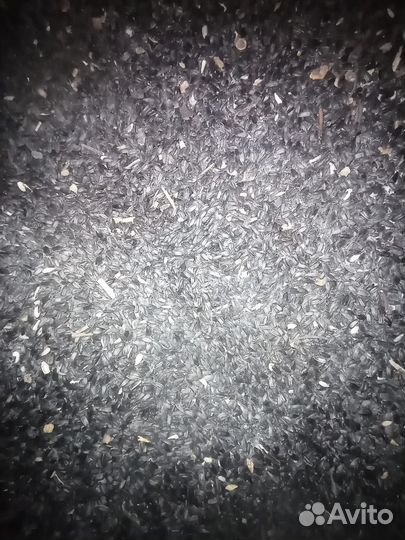 Семечки подсолнечника