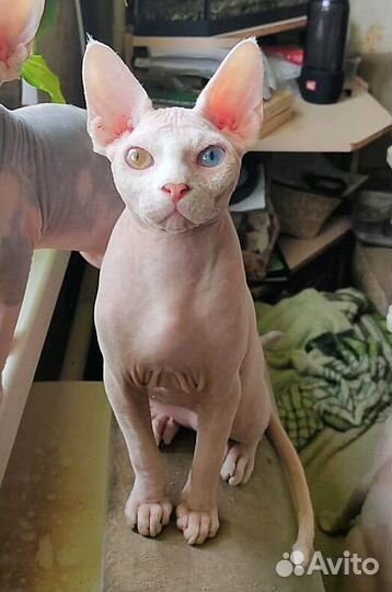 Разноглазый Котик сфинкс