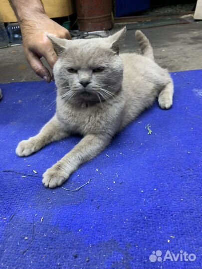 Кот в дар бесплатно