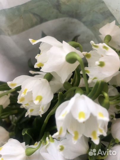 Весенние первоцветы