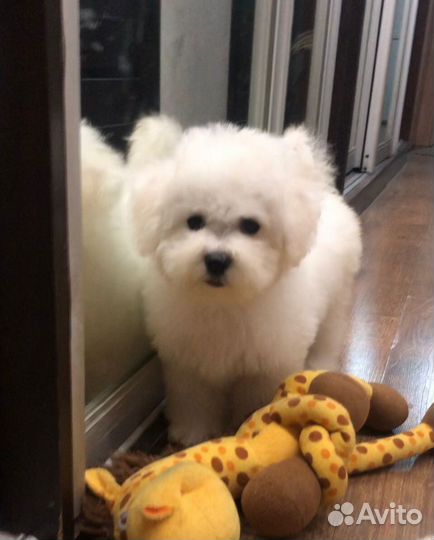 Бишон фризе, девочки