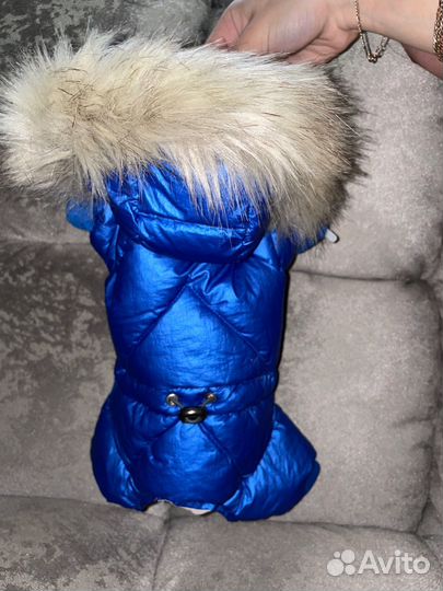 Одежда для маленьких собак xs