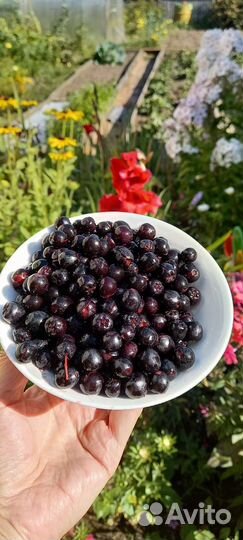 Черноплодная рябина ягоды