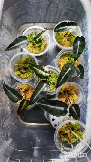 Алоказия Бамбино