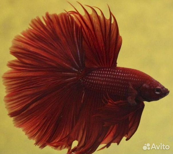 Петешок Супер Дельта