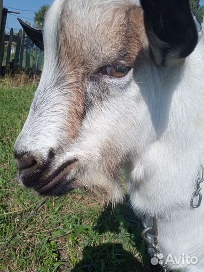 Козочка и козел