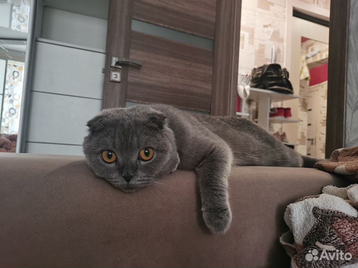 Вязка кошек британская вислоухая