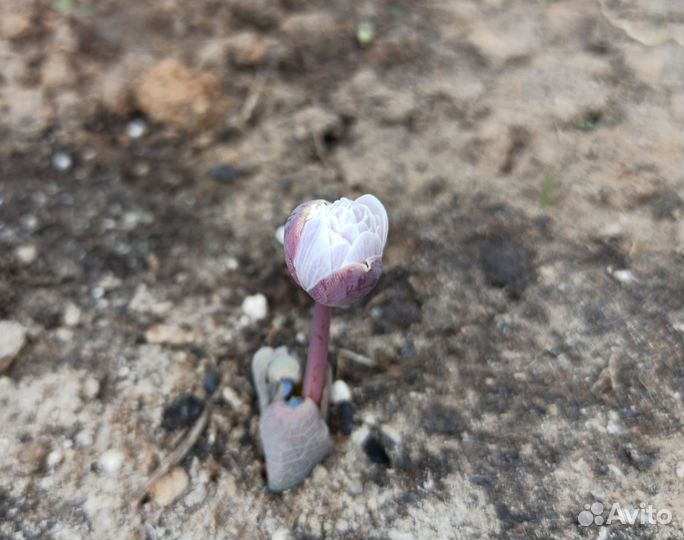 Сангвинария махровая