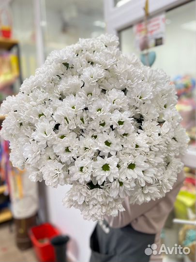 Цветы на 1 сентября:Хризантема